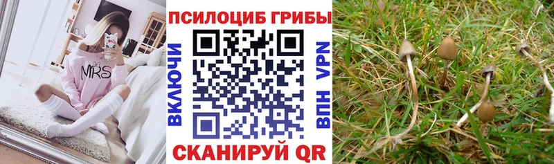 наркошоп Ессентуки Псилоцибиновые грибы Psilocybe